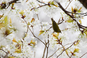 Japanese white-eye on cherry blossom (cerasus jamasakura) tree branch