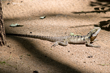 this is a side view of a water dragon