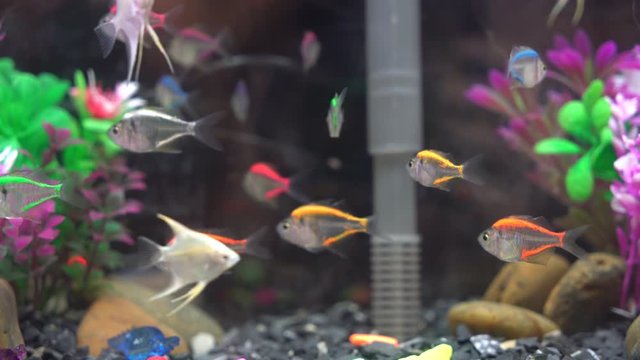 rainbow fish in fish tank