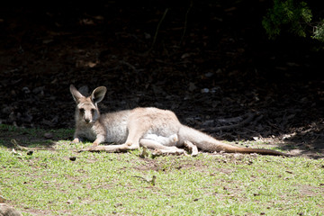 this is a joey western grey kangaroo