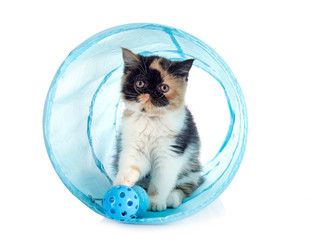 exotic shorthair in studio