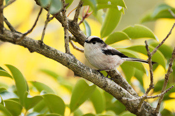 long tailed tit perched on branch