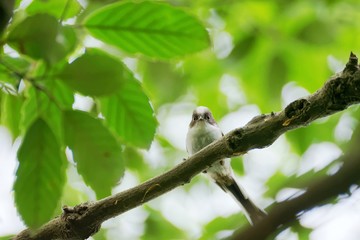 juvenile long tailed tit perched on branch
