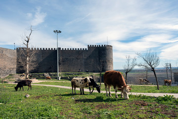 cows in a historical castle and place