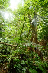 ジャングルと滝