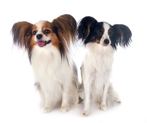 papillon dogs in studio