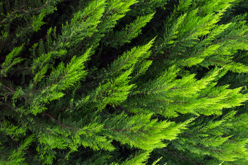 pine branches on green backround