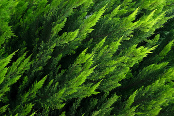 green pine branches for bakcround