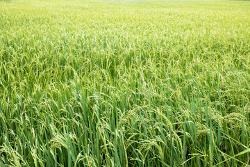 a field where rice is grown. close up of yellow green rice field.