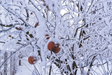 Rotten apples hanging on a branch covered in snow. Winter landscape