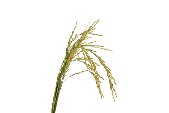 Rice paddy isolated on white background.