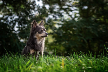 Portrait Hund vor Bäumen im gras im herbst 