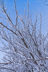 Winter landscape. Tree branches covered with white snow on a blue sky background