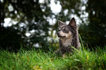 Portrait Hund vor Bäumen im gras im herbst 