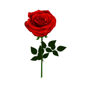 Cute Red Rose Flower - Cartoon Vector Image