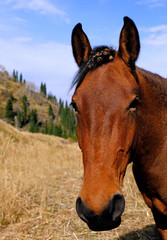 Obraz premium Funny portrait of a horse with protruding ears and thorns on his head on the mountain pasture in autumn season