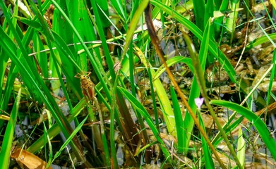 grasshopper in the swamp