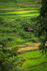 Beautiful landscape view from the hillside, fresh green rice field and a traditional farmer small hut