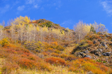 Mountain landscape with colorful forest on the background of blue sky; autumn season concept