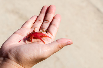 Colorful autumn maple leaf in a hand.