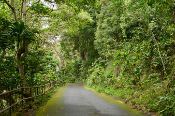Fototapeta na wymiar ジャングルの道