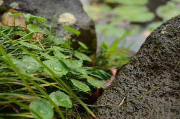 ジャングルの植物
