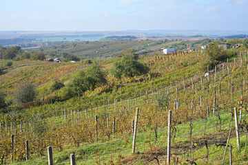 Fototapeta na wymiar Mutenice wine making region, Czech Republic