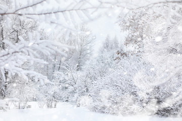 Winter landscape. Forest under the snow. Winter in the park.