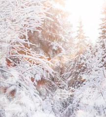 Winter landscape. Forest under the snow. Winter in the park.