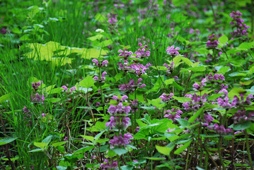 Purple violet sage in  bloom on a green grass wild field. Nature background, wallpaper for home and office, copy cpace. 