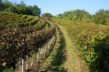 Fototapeta na wymiar Curved vineyard rows in Mutenice, Czech Republic