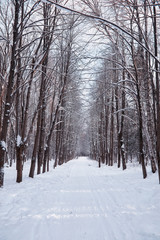 Winter forest landscape. Tall trees under snow cover. January frosty day in the park.