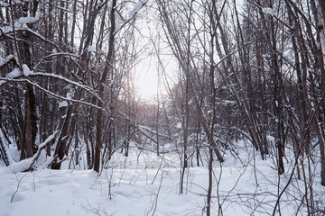 Winter forest landscape. Tall trees under snow cover. January frosty day in the park.
