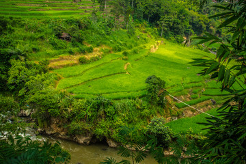 Beautiful landscape view from the hillside, fresh green rice field area and river along the side