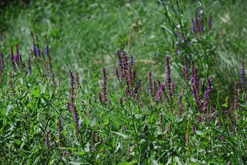 Purple violet sage in  bloom on a green grass wild field. Nature background, wallpaper for home and office, copy cpace. 