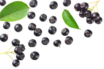 Chokeberry with green leaves isolated on white background. Black aronia. Top view.
