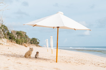 Two dogs are sitting under a beach umbrella on the sandy beach of Bali near the Indian Ocean
