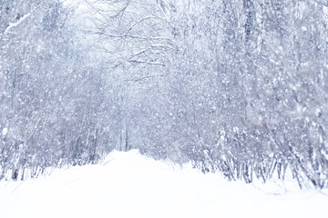 Winter snowy day in a beautiful forest