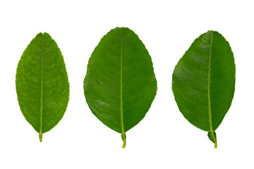 Three citrus leaves isolated on white background.