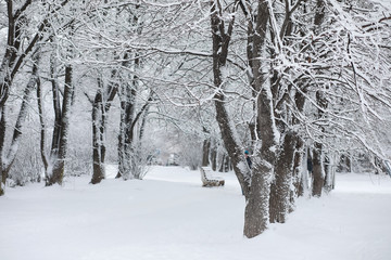Winter landscape. Forest under the snow. Winter in the park.