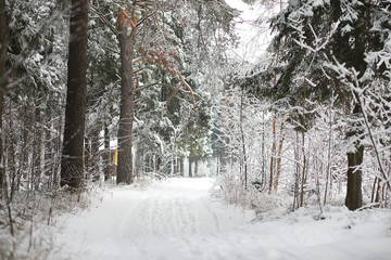 Winter landscape. Forest under the snow. Winter in the park.