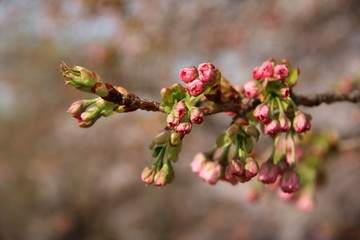 Lovely and delicate pink cherry blossoms in the spring in a garden in Japan