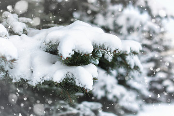 winter fir tree snow