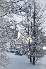 landscape bare branches in winter