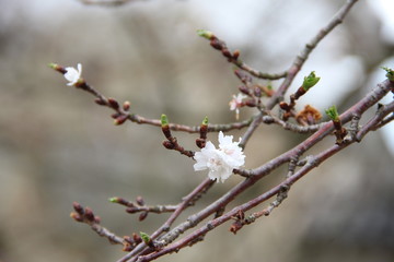 Beautiful and delicate white flower blossoms in a park in daylight in the spring in Japan  S