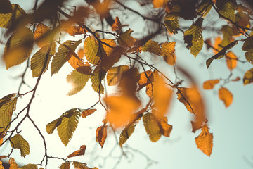 Sonnenstrahlen durch Blätter