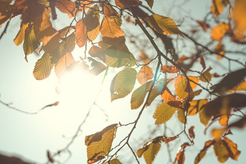 Sonnenstrahlen durch Blätter