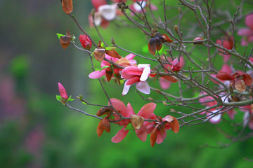 nature theme at hong kong spring time