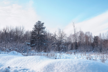 Winter forest landscape. Tall trees under snow cover. January frosty day in the park.