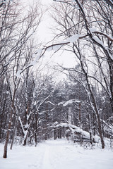 Winter forest landscape. Tall trees under snow cover. January frosty day in the park.